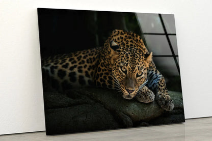 Leopard Dark Closeup UV Direct Aluminum Print Australian Made Quality