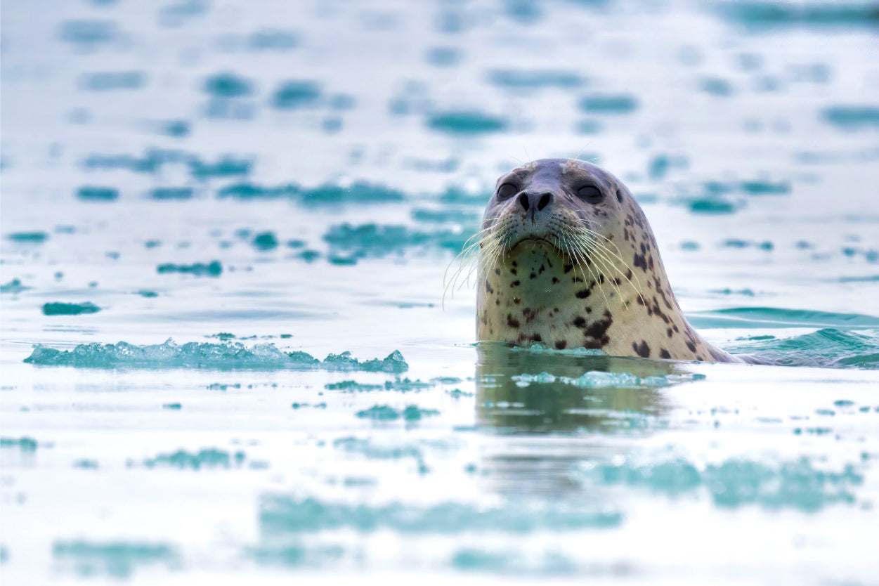 Spotted Harbour Seal in Arctic Icy Waters Wall Art Decor 100% Australian Made - Bella Home Decor