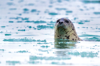Spotted Harbour Seal in Arctic Icy Waters Wall Art Decor 100% Australian Made - Bella Home Decor