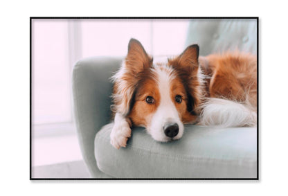 Dog Is Laying on A Blue Chair Home Decor Premium Quality Poster Print Choose Your Sizes