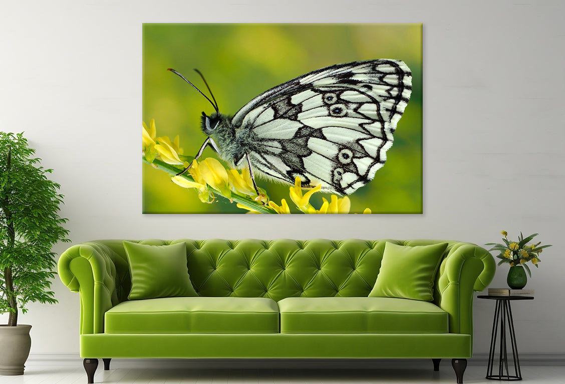 Galathea Butterfly at Sunset Wall Art Decor 100% Australian Made - Bella Home Decor