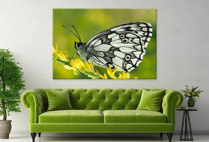 Galathea Butterfly at Sunset Wall Art Decor 100% Australian Made - Bella Home Decor