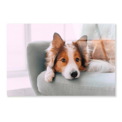 Dog Is Laying on A Blue Chair Acrylic Glass Print Tempered Glass Wall Art 100% Made in Australia Ready to Hang