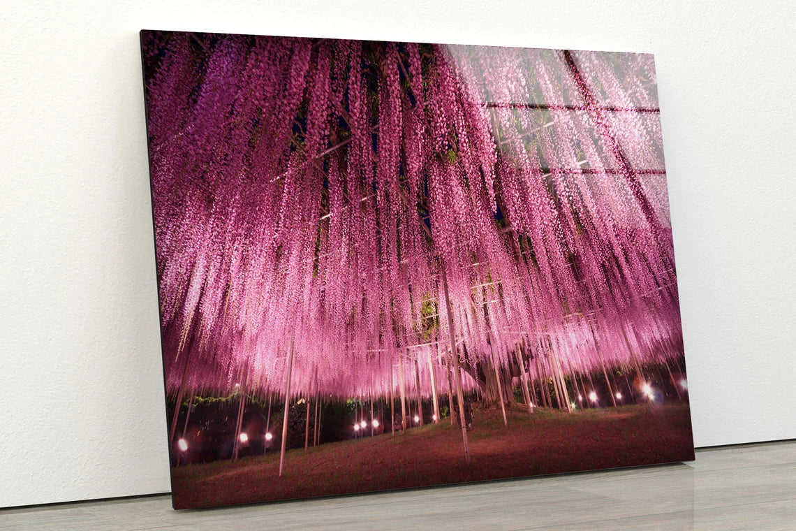 Huge Blossom Tree View UV Direct Aluminum Print Australian Made Quality