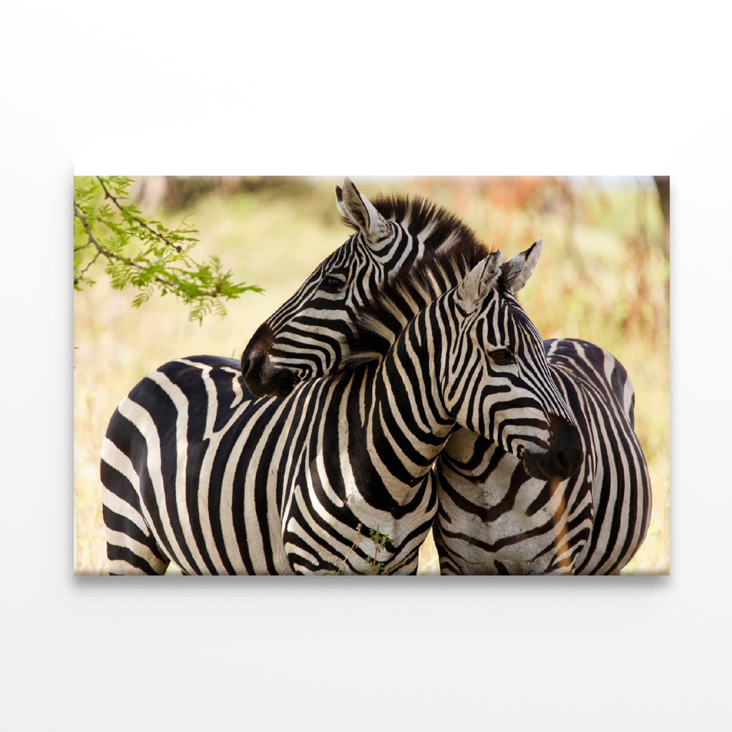 Pair of Zebra Standing Near Tree Print 100% Australian Made