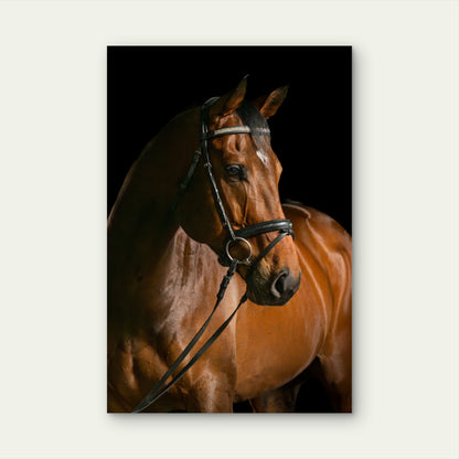 Brown Thoroughbred Horse Head 60x90cm Metal Print Ready to Hang