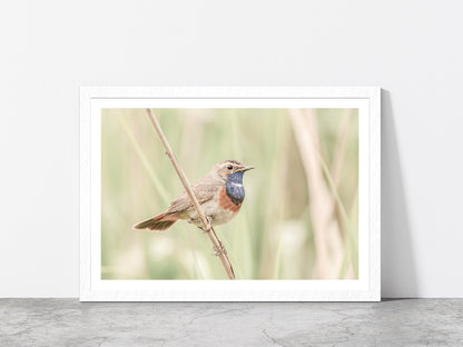 Bluethroat Bird on Branch Faded Photograph Glass Framed Wall Art, Ready to Hang Quality Print With White Border White