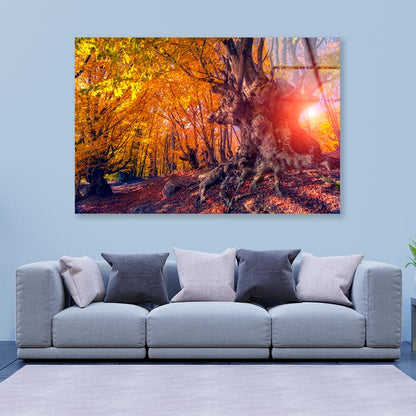 Autumn Trees Glowing by Sunlight Acrylic Glass Print Tempered Glass Wall Art 100% Made in Australia Ready to Hang