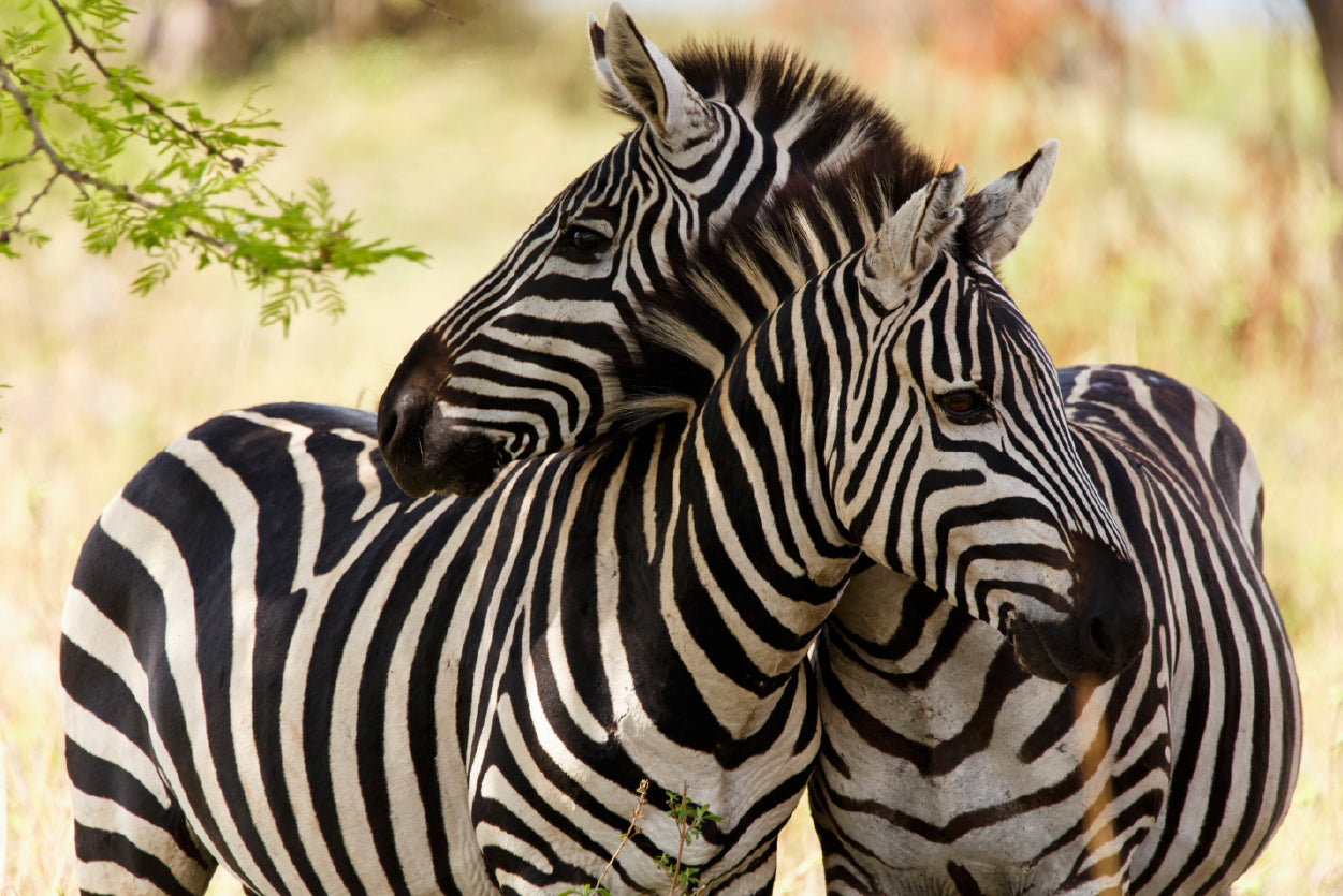 Pair of Zebra Standing Near Tree Home Decor Premium Quality Poster Print Choose Your Sizes