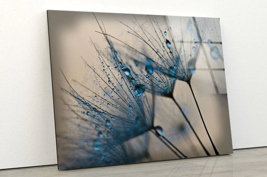 Droplet on Dandelions UV Direct Aluminum Print Australian Made Quality