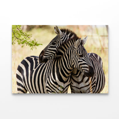 Pair of Zebra Standing Near Tree Acrylic Glass Print Tempered Glass Wall Art 100% Made in Australia Ready to Hang