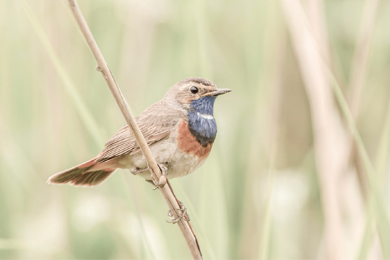 Bluethroat Bird on Branch Faded Photograph Glass Framed Wall Art, Ready to Hang Quality Print