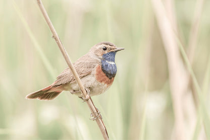 Bluethroat Bird on Branch Faded Photograph Glass Framed Wall Art, Ready to Hang Quality Print