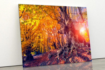 Autumn Trees Glowing by Sunlight Acrylic Glass Print Tempered Glass Wall Art 100% Made in Australia Ready to Hang