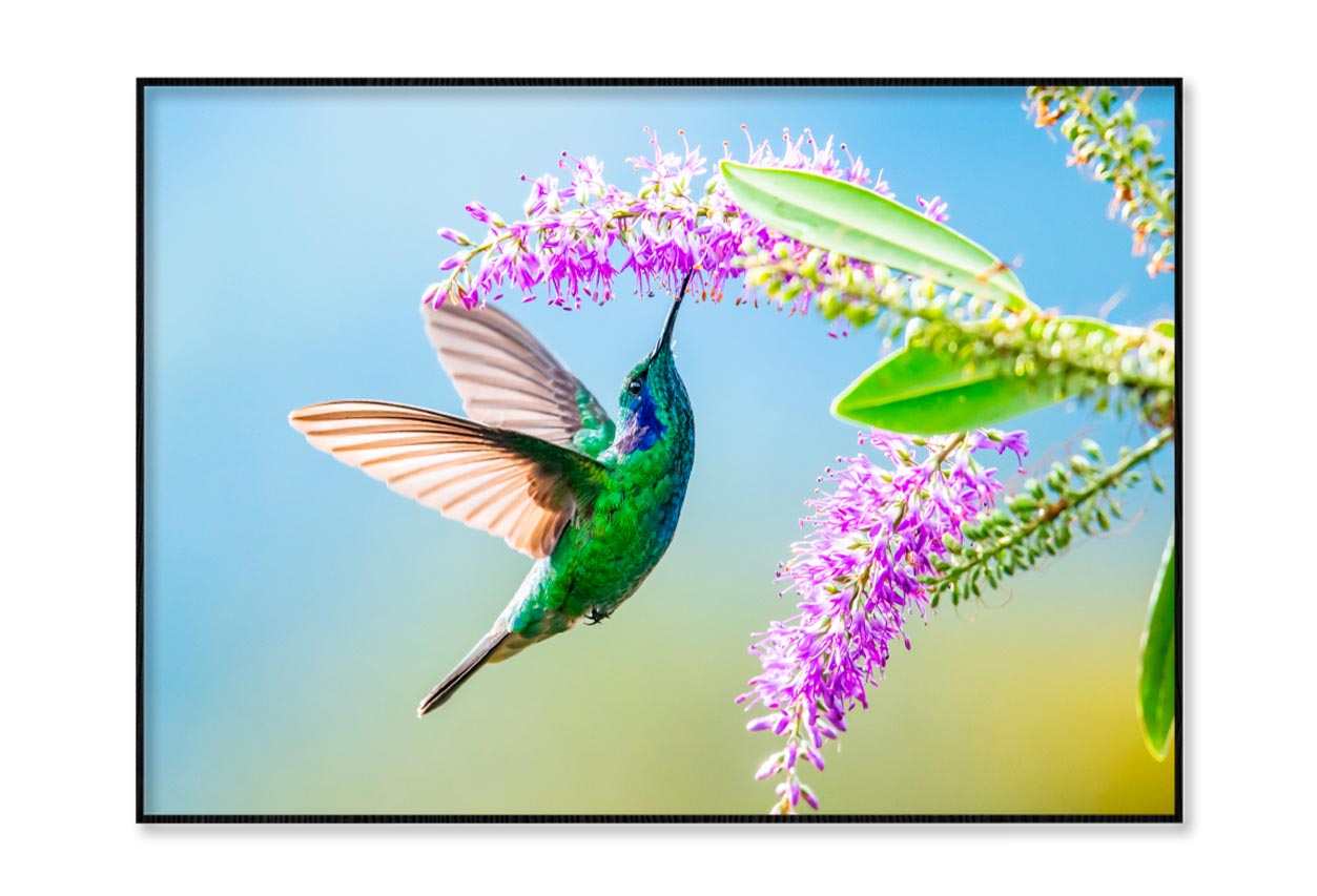 Hummingbird Violet Sabrewing Flying Home Decor Premium Quality Poster Print Choose Your Sizes