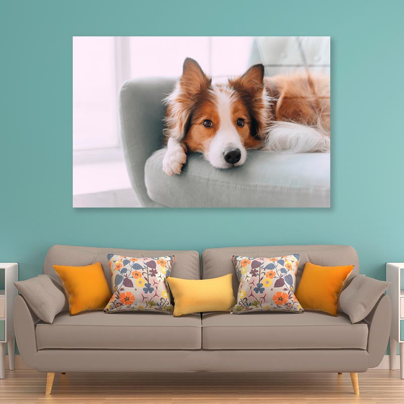 Dog Is Laying on A Blue Chair Acrylic Glass Print Tempered Glass Wall Art 100% Made in Australia Ready to Hang