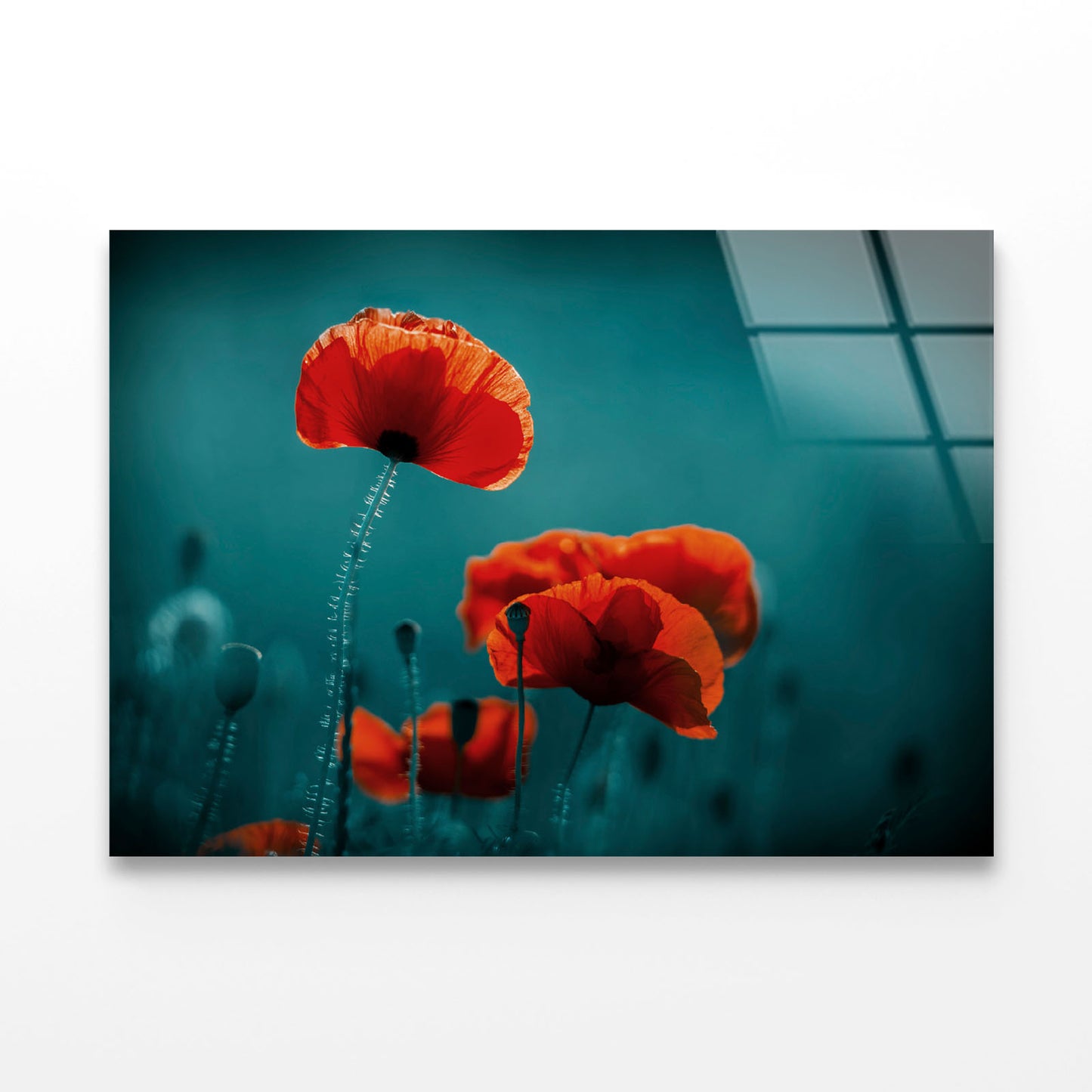 Amazing Poppy Field Acrylic Glass Print Tempered Glass Wall Art 100% Made in Australia Ready to Hang