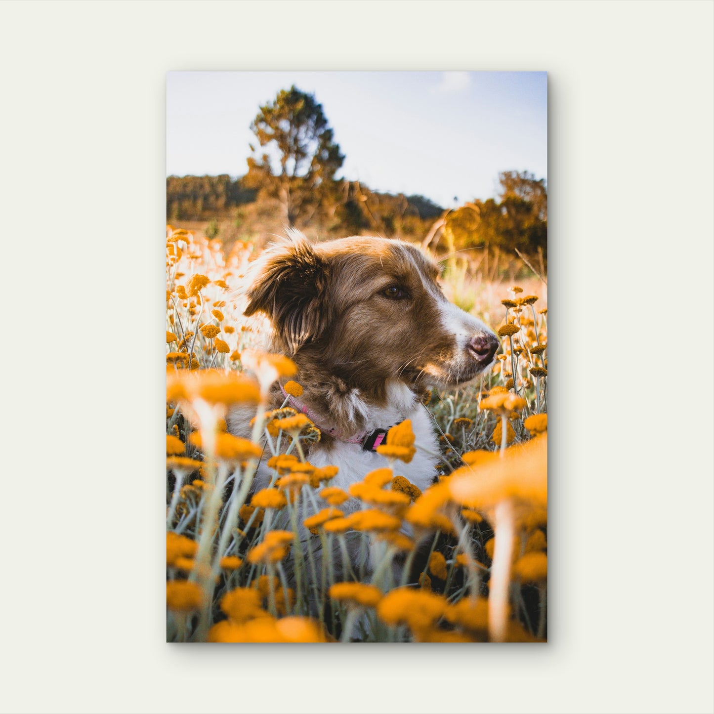 Brown and White Border Collie in Yellow Flower Field 60x90cm Metal Print Ready to Hang