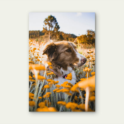 Brown and White Border Collie in Yellow Flower Field 40x60cm Metal Print Ready to Hang