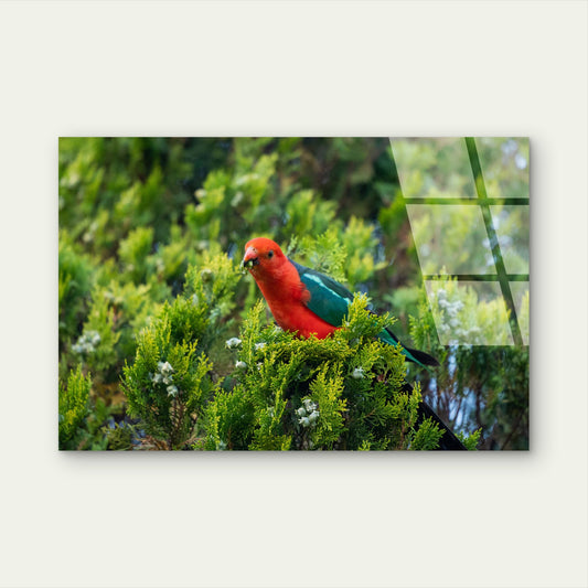 Australian King Parrot Native Red Green Acrylic Glass Printing Wall Art Australian Made Quality