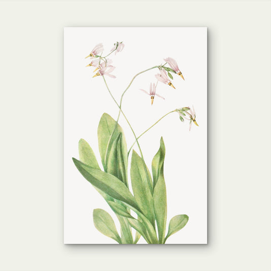 Pink Wildflower Plant Sketch 60x90cm Metal Print Ready to Hang