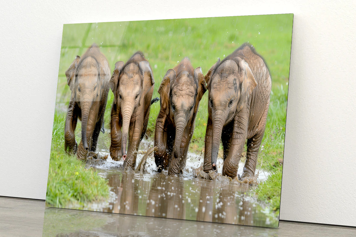 A Group of Elephants Peacefully Grazing Acrylic Glass Print Tempered Glass Wall Art 100% Made in Australia Ready to Hang