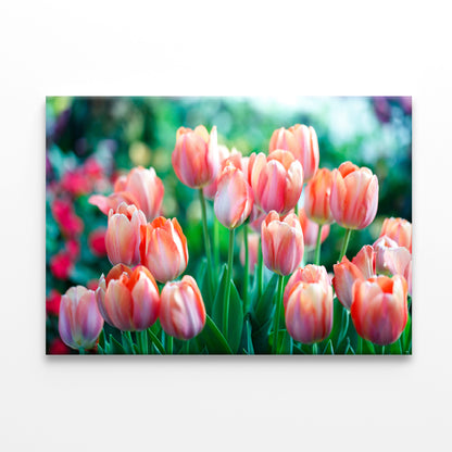 A Group of Pink Lady Tulip Flowers Blooming Print 100% Australian Made