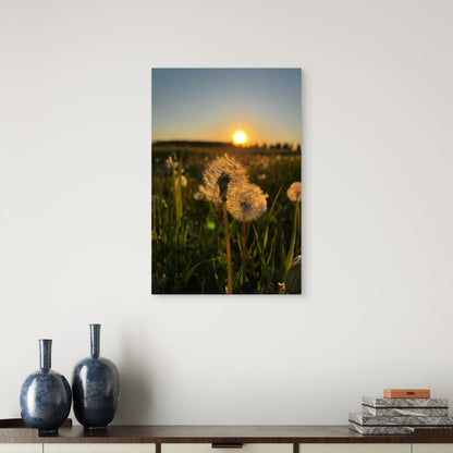 Dandelion Flower Fused With Sunset 40x60cm Metal Print Ready to Hang - Bella Home Decor