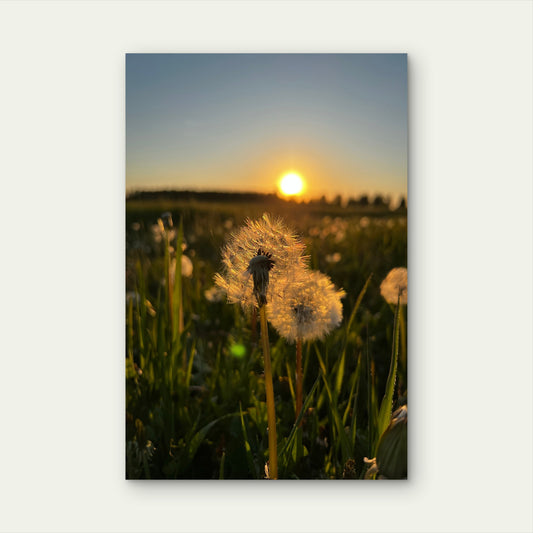 Dandelion Flower Fused With Sunset 40x60cm Metal Print Ready to Hang