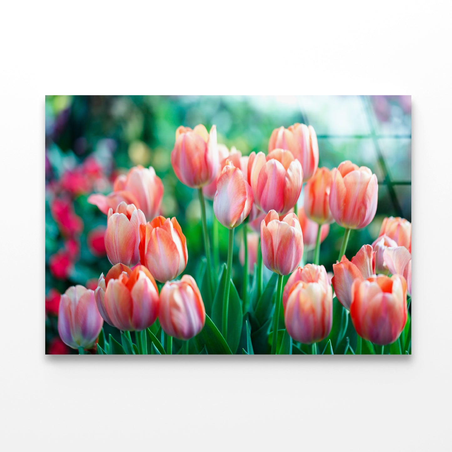 A Group of Pink Lady Tulip Flowers Blooming Acrylic Glass Print Tempered Glass Wall Art 100% Made in Australia Ready to Hang