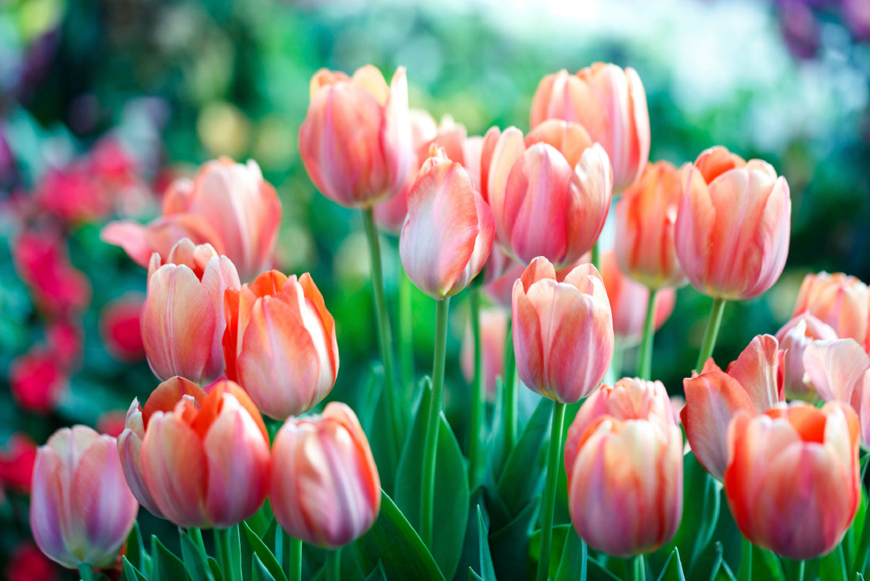 A Group of Pink Lady Tulip Flowers Blooming Print 100% Australian Made