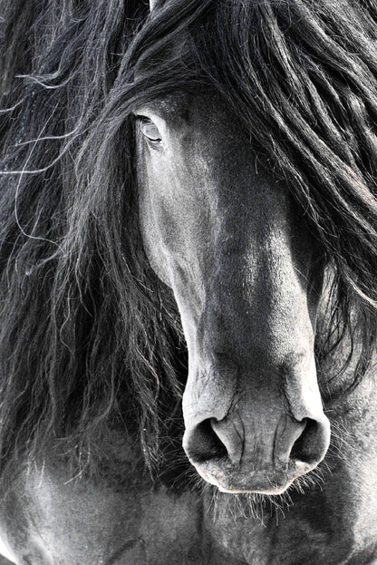 Black Horse Face Closeup Photograph Glass Framed Wall Art, Ready to Hang Quality Print