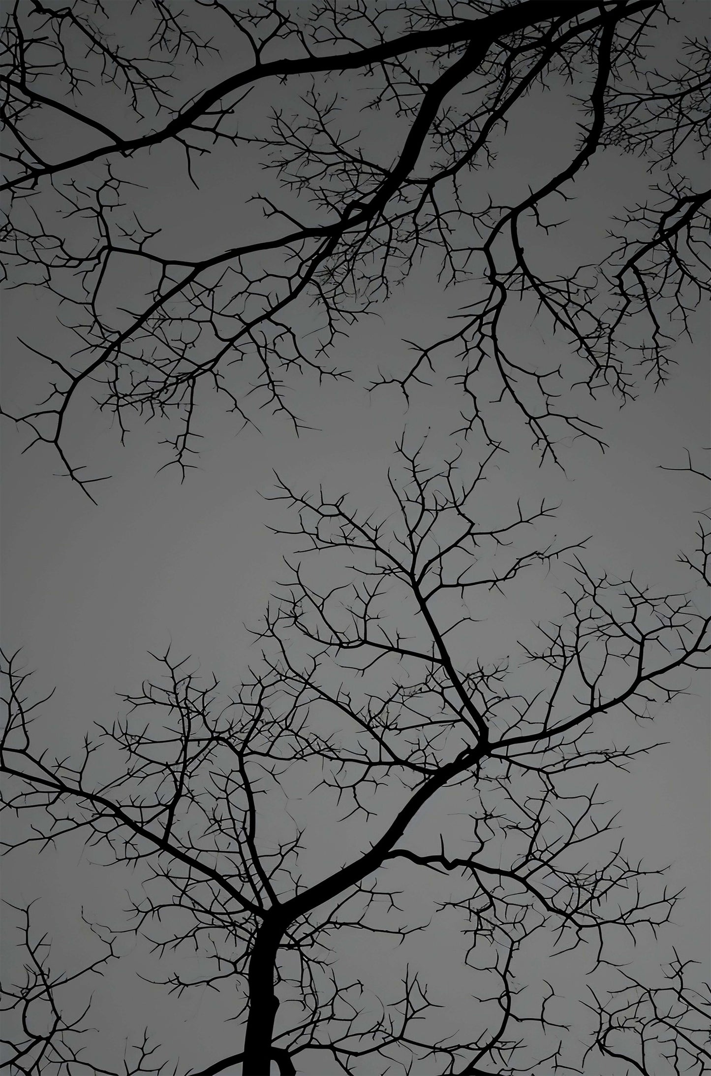 Gothic Spooky Bare Tree Branch Silhouette 40x60cm Metal Print Ready to Hang