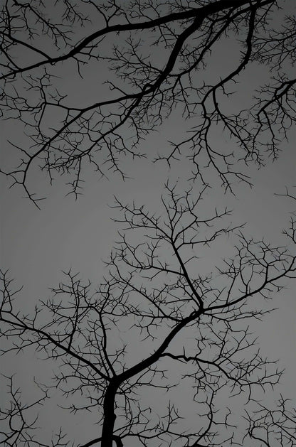 Gothic Spooky Bare Tree Branch Silhouette 40x60cm Metal Print Ready to Hang