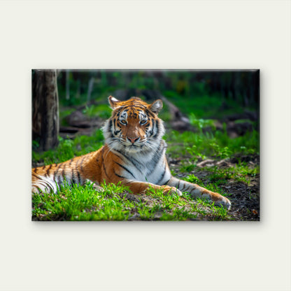 Majestic Bengal Tiger in Indian Woodland Wall Art Decor 100% Australian Made