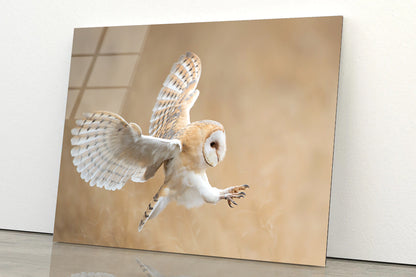 White & Beige Barn Owl Flying Acrylic Glass Print Tempered Glass Wall Art 100% Made in Australia Ready to Hang