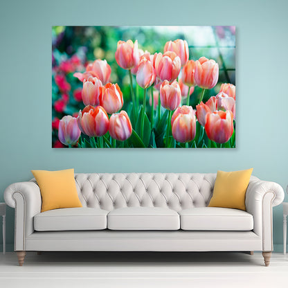 A Group of Pink Lady Tulip Flowers Blooming Acrylic Glass Print Tempered Glass Wall Art 100% Made in Australia Ready to Hang