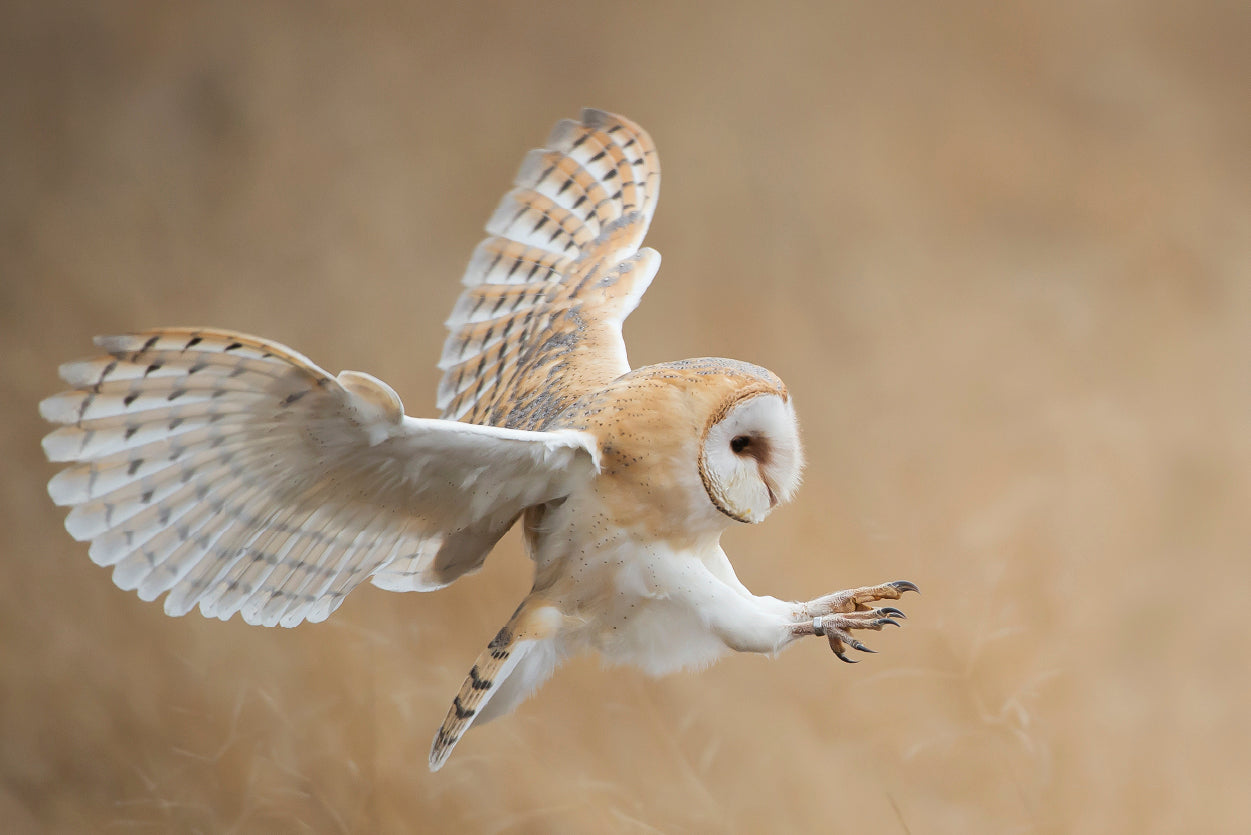 White & Beige Barn Owl Flying Print 100% Australian Made