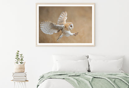 White & Beige Barn Owl Flying Home Decor Premium Quality Poster Print Choose Your Sizes