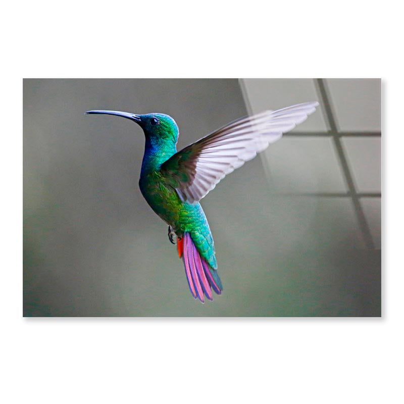 Green-Breasted Mango Female  Acrylic Glass Print Tempered Glass Wall Art 100% Made in Australia Ready to Hang - Bella Home Decor