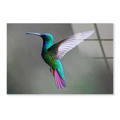 Green-Breasted Mango Female  Acrylic Glass Print Tempered Glass Wall Art 100% Made in Australia Ready to Hang - Bella Home Decor