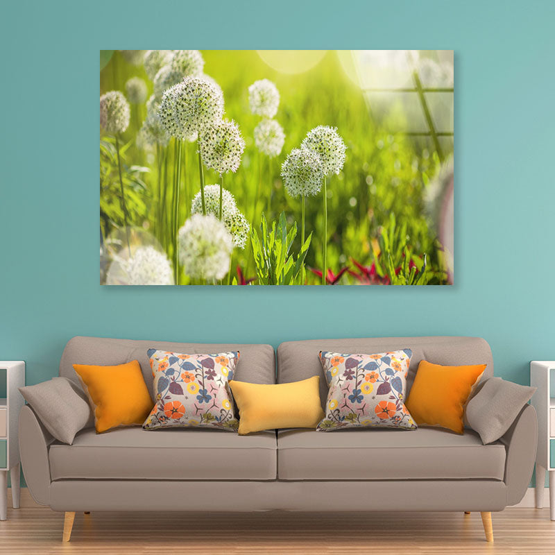 Beautiful White Allium Circular Acrylic Glass Print Tempered Glass Wall Art 100% Made in Australia Ready to Hang