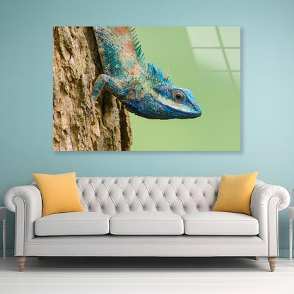 Lue Lizard with Big Eyes in Closed Up Details, Acrylic Glass Print Tempered Glass Wall Art 100% Made in Australia Ready to Hang