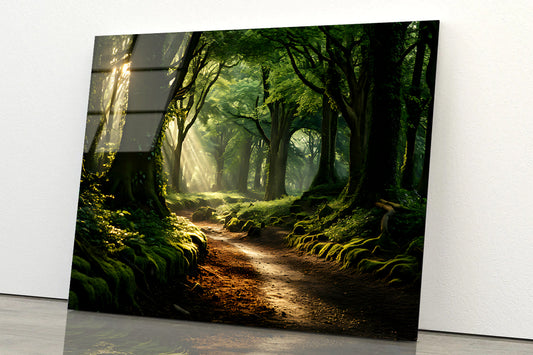 Morning in the Woods Acrylic Glass Print Tempered Glass Wall Art 100% Made in Australia Ready to Hang - Bella Home Decor