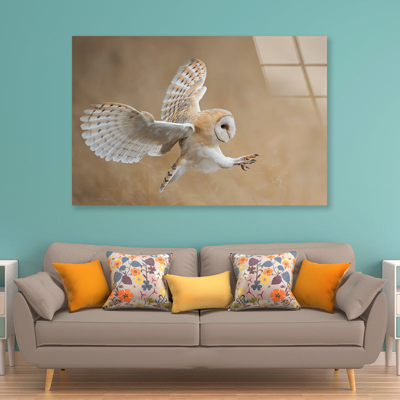 White & Beige Barn Owl Flying Acrylic Glass Print Tempered Glass Wall Art 100% Made in Australia Ready to Hang