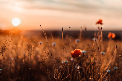 Red Poppy Flower In Field Sunset Print 100% Australian Made