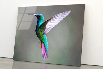 Green-Breasted Mango Female  Acrylic Glass Print Tempered Glass Wall Art 100% Made in Australia Ready to Hang - Bella Home Decor
