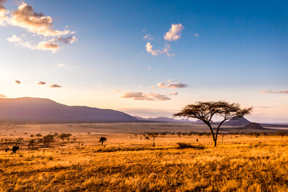 View of Sunset at Savannah Plains with Mountains Home Decor Premium Quality Poster Print Choose Your Sizes