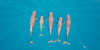 Aerial Dolphin Pod Australia Wall Art Canvas Office Home Room Framed 120x60cm