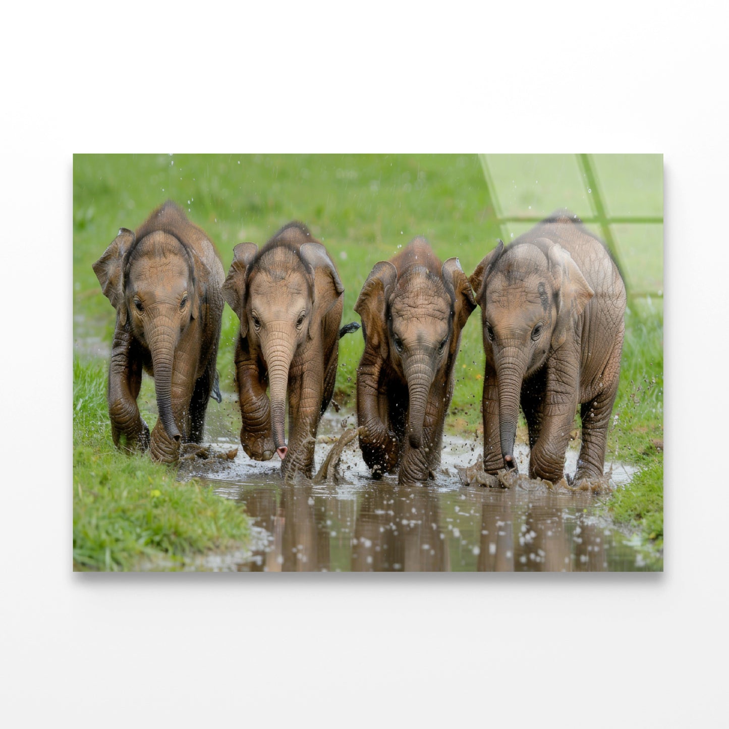 A Group of Elephants Peacefully Grazing Acrylic Glass Print Tempered Glass Wall Art 100% Made in Australia Ready to Hang